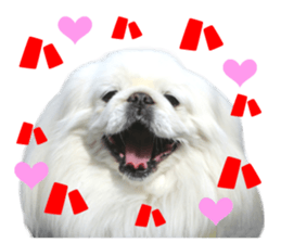 Real DOG Pekingese sticker #15627287