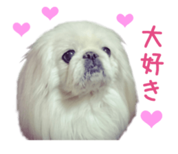 Real DOG Pekingese sticker #15627288