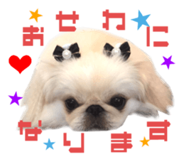 Real DOG Pekingese sticker #15627289