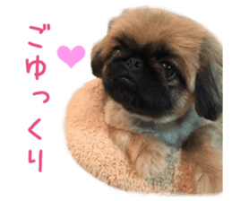 Real DOG Pekingese sticker #15627290