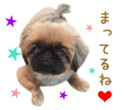 Real DOG Pekingese sticker #15627291