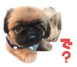 Real DOG Pekingese sticker #15627292