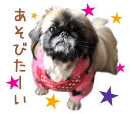 Real DOG Pekingese sticker #15627293