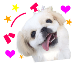 Real DOG Pekingese sticker #15627294