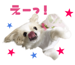 Real DOG Pekingese sticker #15627295