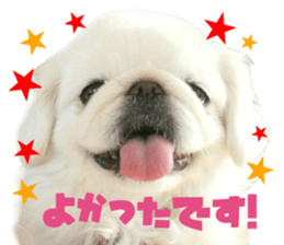 Real DOG Pekingese sticker #15627296