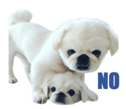 Real DOG Pekingese sticker #15627297