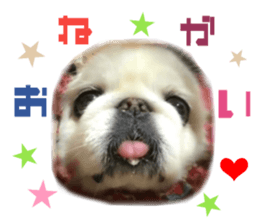 Real DOG Pekingese sticker #15627298