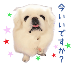 Real DOG Pekingese sticker #15627299