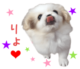 Real DOG Pekingese sticker #15627300