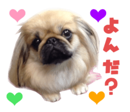 Real DOG Pekingese sticker #15627301