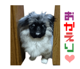 Real DOG Pekingese sticker #15627302