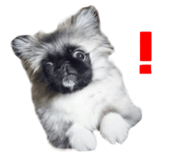 Real DOG Pekingese sticker #15627303