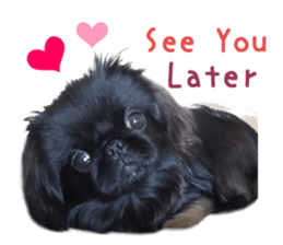 Real DOG Pekingese sticker #15627304