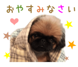 Real DOG Pekingese sticker #15627305