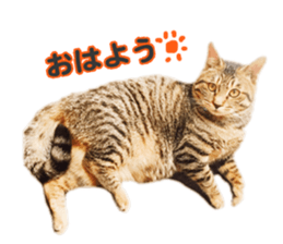 MILO&TOM sticker #15628674