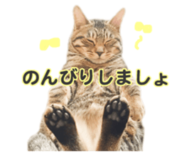 MILO&TOM sticker #15628681