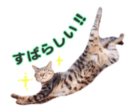 MILO&TOM sticker #15628683