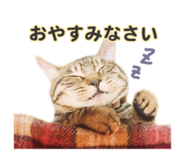 MILO&TOM sticker #15628687