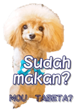 fanchocorin4 sticker #15628692