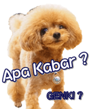 fanchocorin4 sticker #15628695