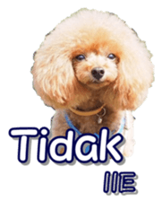 fanchocorin4 sticker #15628703