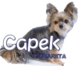 fanchocorin4 sticker #15628710