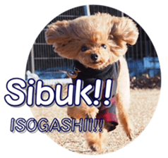 fanchocorin4 sticker #15628715