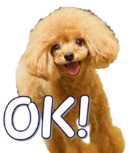 fanchocorin4 sticker #15628716