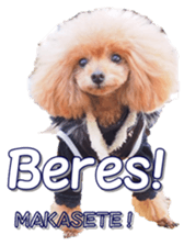 fanchocorin4 sticker #15628717