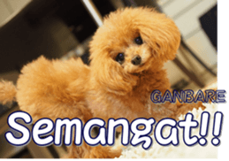 fanchocorin4 sticker #15628719