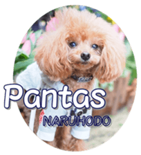 fanchocorin4 sticker #15628721