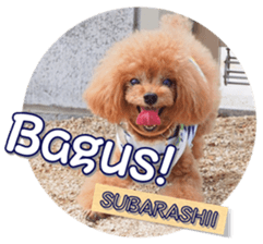 fanchocorin4 sticker #15628725