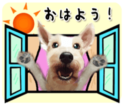 Terrier brothers everyday use sticker sticker #15629482