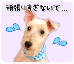 Terrier brothers everyday use sticker sticker #15629489