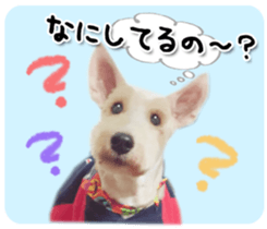 Terrier brothers everyday use sticker sticker #15629491