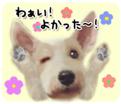 Terrier brothers everyday use sticker sticker #15629492