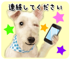 Terrier brothers everyday use sticker sticker #15629497