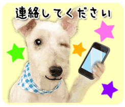 Terrier brothers everyday use sticker sticker #15629497