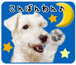 Terrier brothers everyday use sticker sticker #15629503