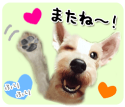 Terrier brothers everyday use sticker sticker #15629505