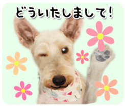 Terrier brothers everyday use sticker sticker #15629508