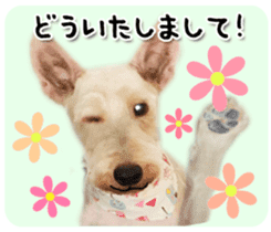 Terrier brothers everyday use sticker sticker #15629508