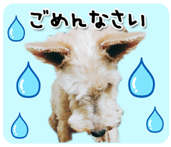 Terrier brothers everyday use sticker sticker #15629509