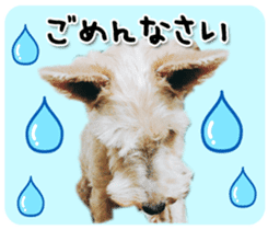 Terrier brothers everyday use sticker sticker #15629509