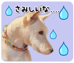 Terrier brothers everyday use sticker sticker #15629511