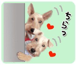 Terrier brothers everyday use sticker sticker #15629512