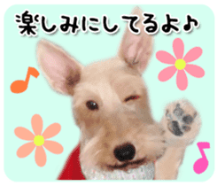 Terrier brothers everyday use sticker sticker #15629517