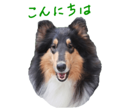 rough collies love 1 sticker #15631891