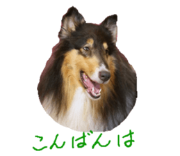 rough collies love 1 sticker #15631892